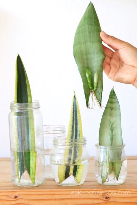 Snake Plant In Water, Snake Plant Propagation, Plant In Water, Tanaman Air, Sansevieria Plant, نباتات منزلية, Plant Care Houseplant, Inside Plants, House Plants Decor