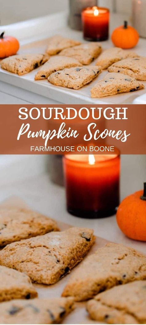 These sourdough pumpkin scones with chocolate chips are delicious, sweet, and full of fall flavors. Quickly mix them together for a fast treat, or you can choose to long ferment for more health benefits. #farmhouseonboone #sourdoughscones #pumpkinscones #pumpkinrn Sourdough Pumpkin Scones, Sourdough Pumpkin, Food Rotation, Pumpkin Cobbler, Pumpkin Ice Cream, Pumpkin Cinnamon Rolls, Pumpkin Scones, Homemade Pumpkin Puree, Fall Cooking