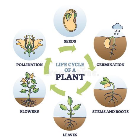 Plant Germination Chart, Plant Growing Chart, Seed Germination Drawing, Seed To Plant Life Cycles, Cycle Of Life Art, Life Cycle Of Flower, Plant Cycle For Kids, Germination Of Seeds Project, Seed Germination Chart