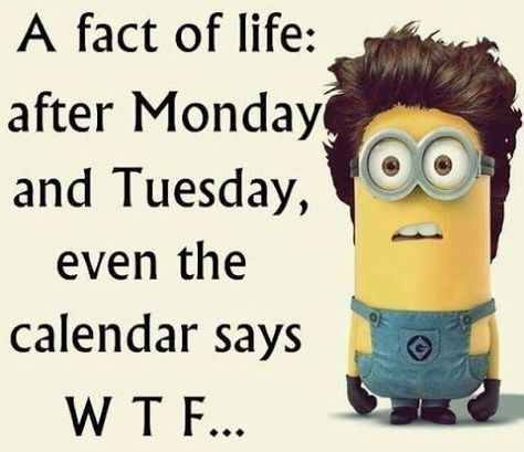 Mean Humor Hilarious, Swear Words Quotes, Minion Humor, Motivational Life Quotes, Funny Quotes Wallpaper, Funny Mean Quotes, Funny Truths, Funny Minion Pictures, Mean Humor