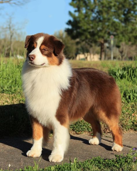 4 Types Of Red Australian Shepherds Mini Aussie Shepherd, Red Australian Shepherd, Red Tri Australian Shepherd, Australian Shepherd Colors, Red Merle Australian Shepherd, Pet Poems, Blue Merle Aussie, Merle Australian Shepherd, Mini Australian Shepherds