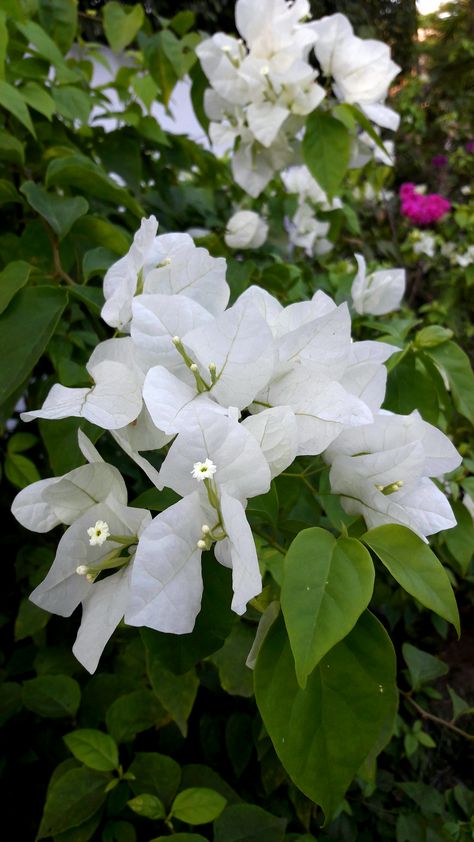 Boganveliya Plant, White Bouganvilla, White Bogenvilla Plant, Bougainvillea Aesthetic, Buganvilla Aesthetic, White Bougainvillea Aesthetic, Boganvillia Aesthetic, Bougenville Flowers Aesthetic Painting, Bougainvillea White