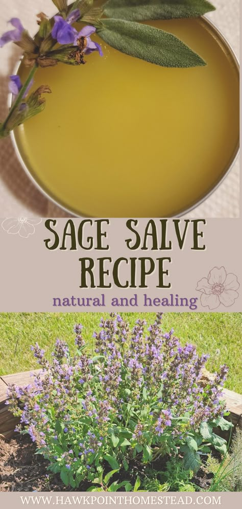 This recipe for how to make sage salve is an easy-to-make useful herbal salve. Making salves from herbs and other medicinal plants and weeds is a fun beneficial activity. Sage salve is also just good for your skin and helps with dry skin, sun damage and is a wonderful moisturizer. It will soak right into the skin tissue and make it feel great. What To Do With Sage Leaves, Dried Sage Recipes, Sage Salve Recipe, Sage Medicinal Recipes, Bee Balm Salve Recipe, What To Do With Sage, Mint Salve Recipe, Herb Salve, Best Herbs For Salves