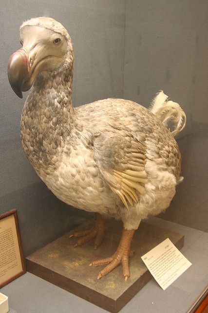 female dodo bird Dodo Bird, Prehistoric Birds, Devonian Period Animals, Extinct Birds, Terror Bird Prehistoric, Flightless Bird, Rare Animals, Endangered Animals, Extinct Animals