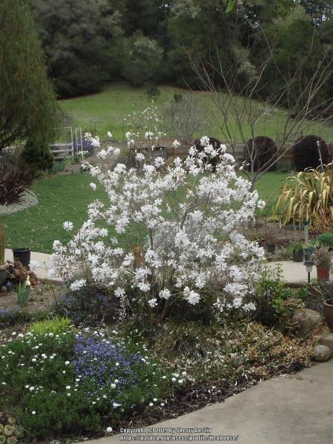 Plant database entry for Dwarf Star Magnolia (Magnolia stellata 'Kikuzaki') with 3 images and 14 data details. Vegetable Planting Calendar, Tree Life Cycle, Star Magnolia, Magnolia Stellata, China Spring, Planting Calendar, Garden Calendar, Edible Landscaping, Plant Information