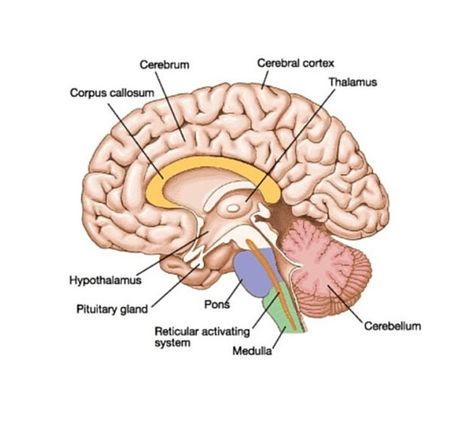 Reticular Activating System, Bone Anatomy, Brain Diagram, Timeline Format, Human Nervous System, Brain Nervous System, Brain Drawing, Corpus Callosum, Ap Psychology