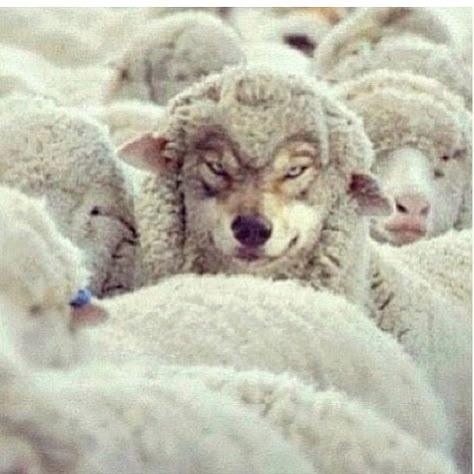 018 Sheep Among Wolves, Sheep Clothing, False Prophets, Narcissism, Jesus Quotes, Self Defense, Bing Images, Goats, Defense