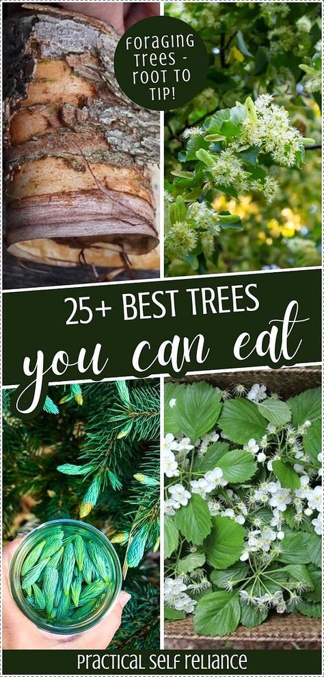 Start foraging trees: 25+ trees you can eat for a whole new level of wild food foraging. These trees offer more than just fruits and nuts—think leaves, bark, sap, and even catkins! Perfect for survival prepping or learning off-grid food sources. Find more tree identification, survival prepping, off grid survival, and Foraging Edible Wild Plants at practicalselfreliance.com. Foraging For Beginners, Fall Foraging, Kentucky Coffee Tree, Medicinal Wild Plants, Hickory Tree, Wild Foraging, Eastern Redbud, Survival Essentials, Off Grid Survival