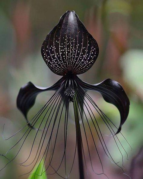 Black Bat Flower, Bat Flower, The Most Beautiful Flowers, Goth Garden, Strange Flowers, Gothic Garden, Exotic Orchids, Black Garden, Unusual Plants