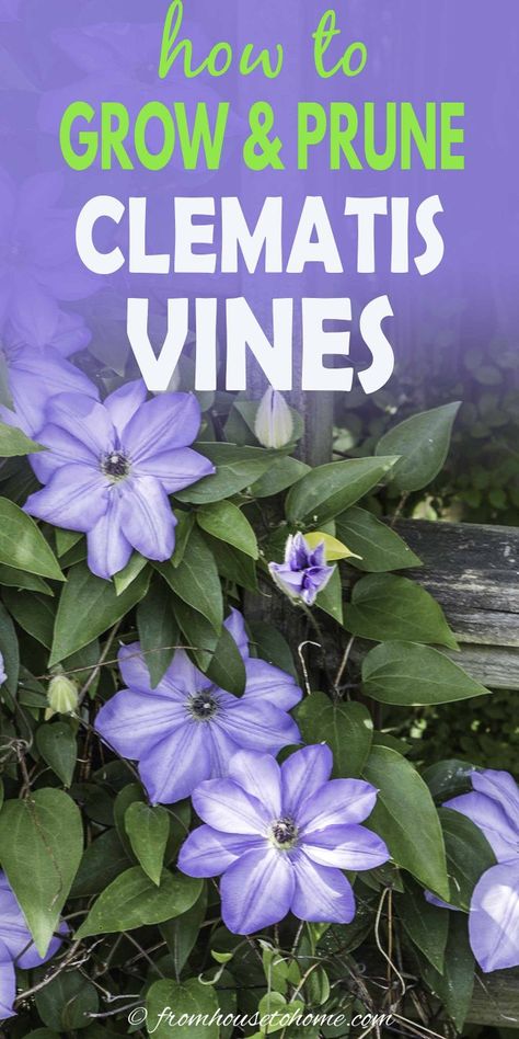 Climbing Plants For Shade, Shade Vines, Climbing Plants Fence, Perennial Flowering Vines, Clematis Garden, Clematis Care, Climbing Plants Trellis, Clematis Varieties, Blue Clematis