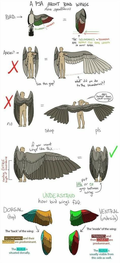 Wings Drawing, Drawing Help, Bird Wings, Art Help, 캐릭터 드로잉, Guided Drawing, Drawing Stuff, Art Refs, Art Tutorials Drawing