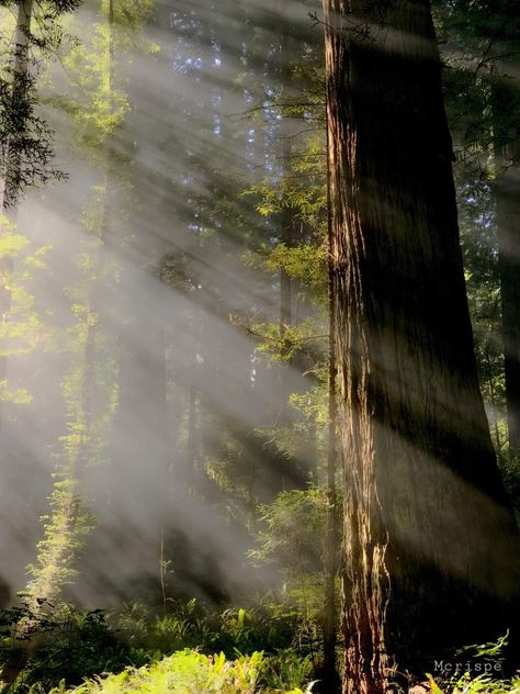 Redwood National Park, California California Redwoods Aesthetic, Redwood Trees California, Red Woods National Park, Redwood Forest Aesthetic, Redwoods Aesthetic, Redwoods Painting, Redwood Aesthetic, Redwoods Photography, Dark Woods Aesthetic