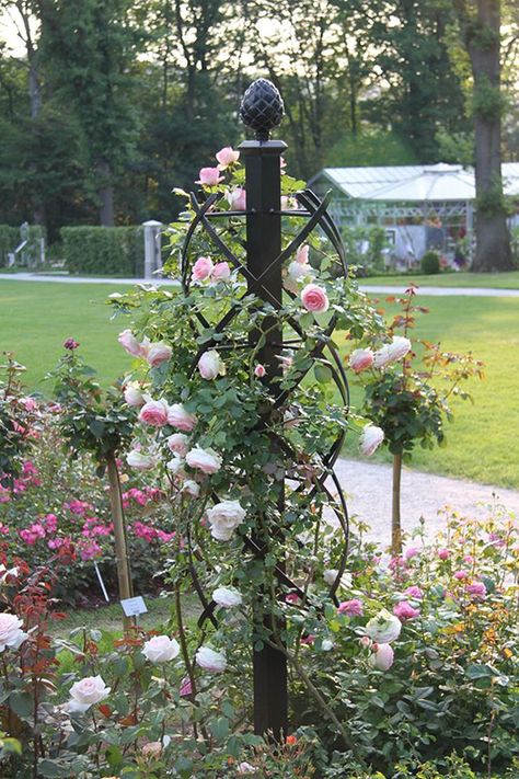 obelisk for climbing roses Climbing Roses Trellis, Tall Garden Trellis, Obelisk Trellis, Flower Trellis, Wall Trellis, Rose Garden Design, Arbors Trellis, Rose Trellis, Garden Obelisk