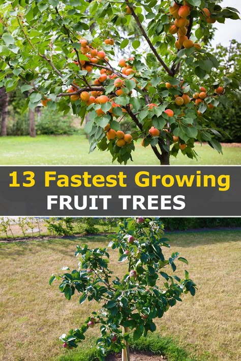 Looking to plant fruit trees in your garden? Check out this list of the 13 fastest growing fruit trees that will yield delicious fruit in just two years! From citrus to apples, there's something on this list for everyone. So get planting and enjoy fresh fruit right from your own backyard! Fruit Garden Ideas Landscapes, Where To Plant Fruit Trees In Yard, Easiest Fruit Trees To Grow, Small Yard Fruit Trees, Best Trees For Homestead, How Much To Grow For A Year, Landscape Fruit Trees, Planting Fruit Trees On A Slope, Florida Fruit And Vegetable Garden