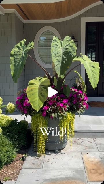 Container Gardening Flowers Full Sun, Lauren Syrowik, Full Sun Landscaping Ideas, Outdoor Container Plants, Full Sun Planters, Full Sun Landscaping, Plant Recipes, Summer Planter, Balcony Planters