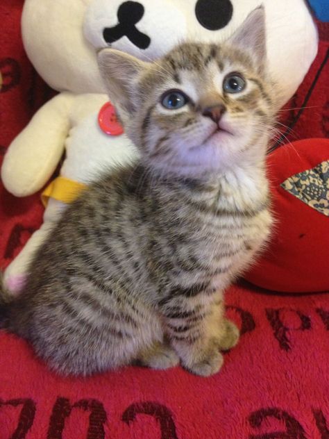 8 weeks old tabby kitten with spotted markings~~ Smelly Cat, Tabby Kitten, Adorable Kitten, Cute Cat Wallpaper, Baby Kittens, Little Kittens, Happy Cat, Cats Meow, Tabby Cat