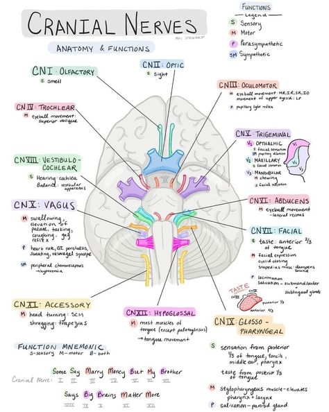 Cranial Nerves Nursing School Essential, Medicine Notes, Nursing School Motivation, Nurse Study Notes, Basic Anatomy And Physiology, Nursing Student Tips, Medical Student Study, Nursing School Survival, Cranial Nerves