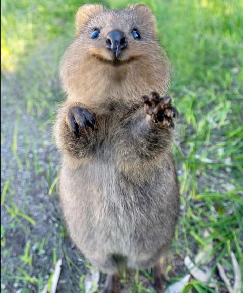 Quokka Animal, Happiest Animal, Smiling Animals, Cute Wild Animals, Cute Animal Photos, Happy Animals, Animal Tshirt, Little Animals, Cute Creatures