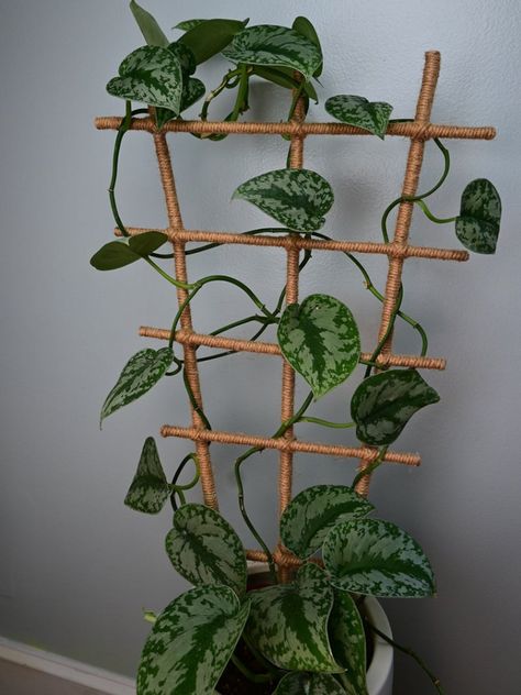 Mini Trellis, Indoor Climbing Plants, Home Decor Cheap, Modern Mexican Home Decor, Houseplant Trellis, Indoor Plant Trellis, French Country Home Decor, Modern Mexican Home, Home Decor Traditional