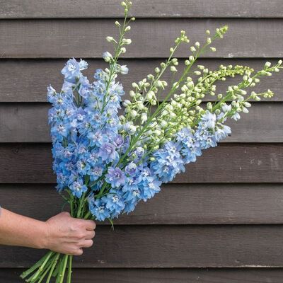 Magic Fountains Sky Blue White Bee English Garden Wedding Flowers, Magic Fountain, Garden Wedding Flowers, Delphinium Flowers, Flower Identification, Blue Delphinium, Flower Types, Cut Flower Garden, Flower Center