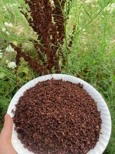 Wild Food Profile: Yellow Dock (Rumex crispus) Seed Flour & Yellow Dock Pancake Recipe | The Druid's Garden