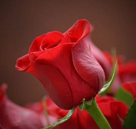 Good Morning Dear Heart, Good Morning Rose, Very Good Morning Images, Good Evening Love, Good Morning Rose Images, Good Morning Romantic, Good Morning Dear, Good Morning Love Gif, Morning Wallpaper