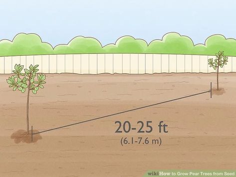 How to Grow Pear Trees from Seed (with Pictures) - wikiHow Vegtable Garden, Pear Trees, Fruit Seeds, Garden Store, Diy Yard, Peat Moss, Fruit Tree, Juicy Fruit, Growing Tree