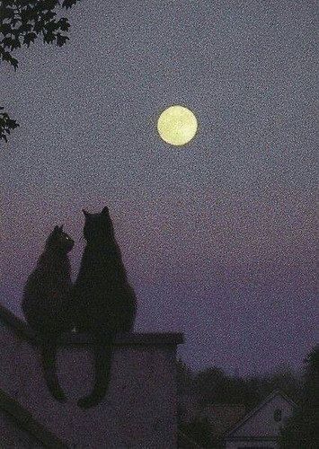 Mooncore Aesthetic, Haley Core, Natalie Aesthetic, Halloween Core, Moon Core, Night Core, Night Time Photography, Cats Tumblr, Witch Core