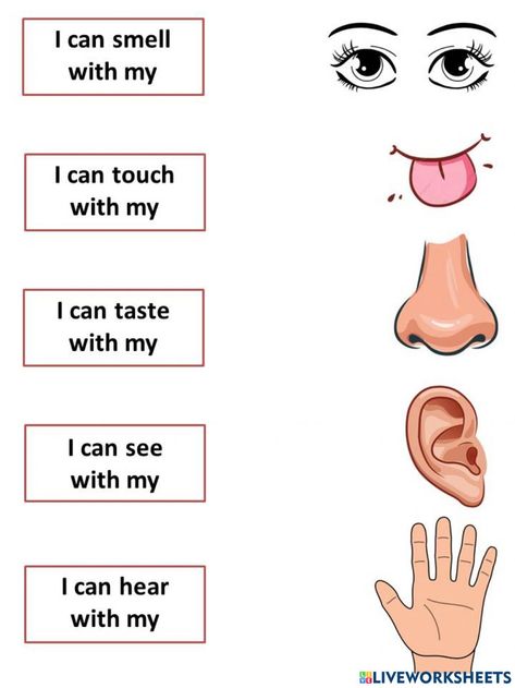 Body Parts Preschool Activities, Body Parts For Kids, Human Body Worksheets, Senses Preschool, Teach English To Kids, Body Parts Preschool, English Worksheets For Kindergarten, Homeschool Preschool Activities, English Activities For Kids