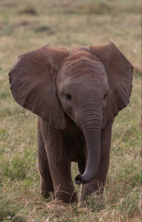 Wild Nature Photography, Elephant Photos Photography, Cute Elephant Wallpaper, Elephants Aesthetic, Beautiful Animals Photography Wildlife, Elephant Reference, Aesthetic Elephant, Pictures Of Elephants, Baby Elephant Pictures