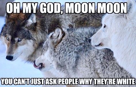 "OH, MY GOD, Moon, Moon ! You can't just ask people why they're white!" Moon Moon Memes, Moon Moon Wolf, Werewolf Name, Moon Wolf, Wolf Character, She Wolf, Moon Moon, Animal Jokes, Oh My God