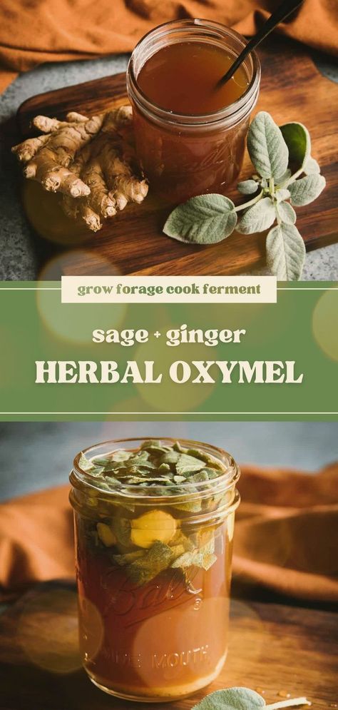 Herbal Oxymel Recipe with Sage and Ginger - This DIY herbal remedies recipe is made with raw honey for it's health benefits. Raw honey, sage, and ginger all help boost the immune system during the fall and winter season. Learn how to make this delicious infused honey herbal oxymel herbal medicine recipe! Oxymel Recipe, Sage Recipes, Herbs Medicinal, Medicine Recipes, Dry Cough Remedies, Infused Honey, Herbal Medicine Recipes, Diy Herbal Remedies, Herbal Remedies Recipes