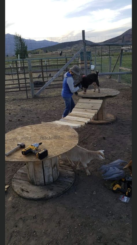 Goat Ideas Diy, Donkey Enclosure Ideas, Goat Shelter Ideas Winter, Goats Playground Ideas, Goat Climbing Structure, Goat Pens Ideas Diy, Goat Pen Ideas Play Areas, Horse Enrichment Ideas, Goat Enrichment Ideas