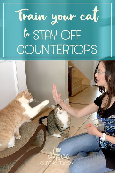 Rewards-based training is a great way to teach desirable behaviors in cats. If your cat loves the countertops too much, perhaps you could show him how to high 5 his way out of the habit and learn some tricks along the way! #Train4Rewards #clickertrainingcats #smartcats #click4treats #catenrichment #catbehavior #keepcatsoffcounter #trainingcats via @chirpycats Cat Training Tricks, Training A Kitten, Cat Owner Tips, Train A Cat, First Time Cat Owner, Cat Enrichment, Cat Projects, Cats 101, Animal Behaviorist