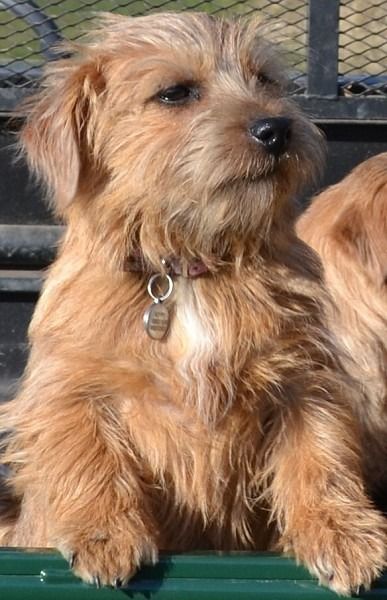 Toosey Norfolk Terrier Heart Of A Lion, Norfolk Terrier, Rabbit Head, Want To Be Loved, Cute Cats And Dogs, Cats And Dogs, Norfolk, Cats Dogs, Our Life