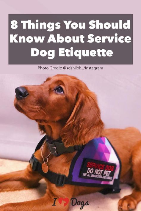 Do. Don't. Definitely not. Traveling With A Service Dog, Mobility Service Dog, Dog Knowledge, American Alsatian, Finding Friends, Therapy Dog Training, Psychiatric Service Dog, Service Dogs Gear, Service Dog Training