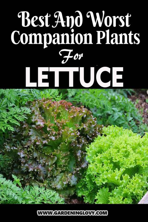 Lettuce is a household ingredient for a variety of meals. If you are looking to grow lettuce via companion planting, then read about lettuce companion plants and what not to plant along with benefits in this post. When To Plant Lettuce, Planting Food, Plants Benefits, Planting Lettuce, Bee Yard, Grow Lettuce, Red Lettuce, Growing Cilantro, Food Growing