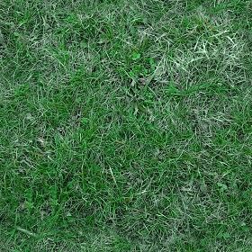 Textures Texture seamless | Green grass texture seamless 12990 | Textures - NATURE ELEMENTS - VEGETATION - Green grass | Sketchuptexture Reseeding Lawn, Lawn Repair, Planting Grass, Bermuda Grass, Growing Grass, Weeds In Lawn, Aerate Lawn, Yard Care, Grass Seed