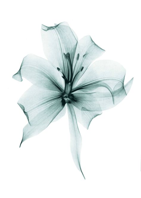 Hello, Spring: Lush, Inspiring Images of the Season to Share - The Cut Xray Flower, A Flower, Black And White, White, Black