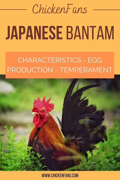 If you’re looking to add some flair to your flock, the Japanese Bantam, or Chabo, is going to bring plenty of that.   It has the shortest legs and a high-reaching tail, making it look like a petite powerhouse.   In this breed, it’s not about the eggs, but about adding some class to the coop! Japanese Bantam, Silky Bantam Chickens, Yokohama Chicken, Bantam Cochin Chickens, Japanese Bantam Chickens, Shamo Chicken Breed, Live Chicken, Bantam Chickens, Farming System