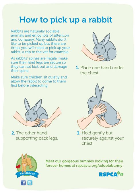 Pet Bunny Toys, House Rabbit Ideas, Bunny Tips, Rabbit Behavior, Bunny Things, Pet Rabbit Care, Rabbit Stuff, Rabbit Ideas, Pet Rabbits