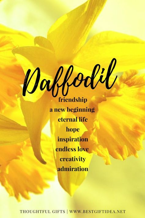 daffodil symbolic meaning Daffodil Meaning, Daffodils Poem, Daffodil Wedding, Daffodils Planting, Meaning Of Flowers, Daffodil Bouquet, Flower Symbolism, Daffodil Day, March Birth Flowers