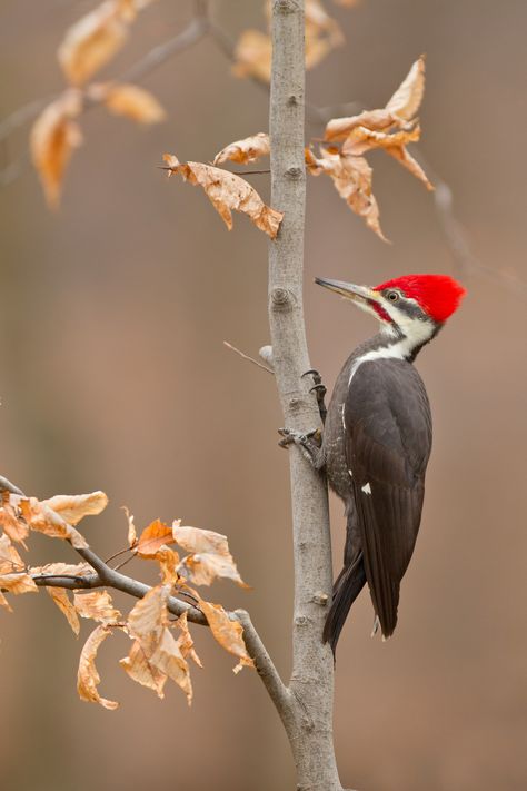 Pileated Woodpecker, American Birds, Downy Woodpecker, Photography Board, Woodpeckers, Your Spirit Animal, Kinds Of Birds, Nature Birds, Backyard Birds