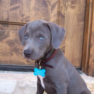 Texas Blue Lacy puppy-How cute are these!? Thinking maybe this is what Zelda looked like as a pup! Blue Lacy Dog, Dog Training Barking, Blue Lacy, Every Dog Breed, I Love My Dogs, Best T Shirts, Crazy Dog Lady, Abyssinian Cat, Abyssinian Cats