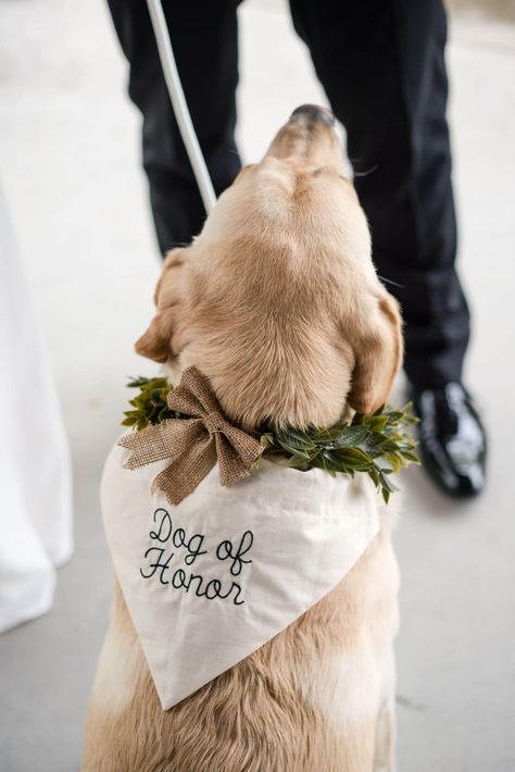 Dog in bandana that says "dog of honor". From article "how to include your dog in your wedding" by Photography by Jo, a Virginia wedding photographer based in Staunton. Click through to read tips on how to include pets in your wedding. Dog Of Honor Wedding Bandanas, Dog Bandana Engagement, Dog Idea For Wedding, Dog Bandana For Engagement, Wedding Involving Dogs, Dog Bringing Rings Wedding, Wedding Ideas Dog Ring Bearer, Dog In A Wedding, Dog Beach Wedding