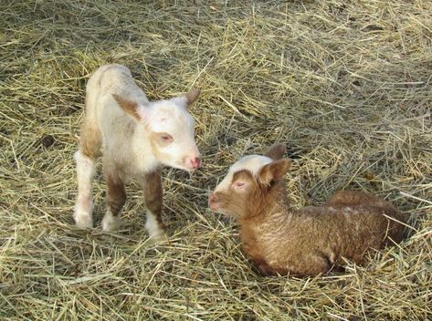 Feed The Animals, Love And Gratitude, The Homestead, Second Baby, The Sheep, Small Home, Family Business, The Animals, Vermont