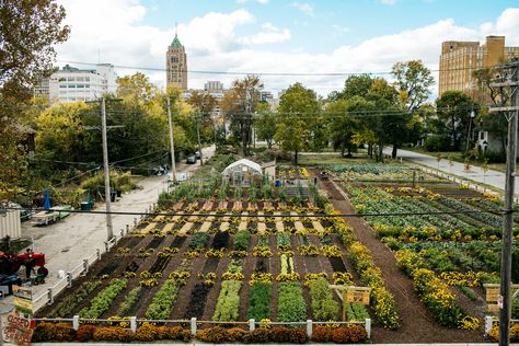 This week, the Michigan Urban Farming Initiative (MUFI) revealed its plans for the first Sustainable Urban Agrihood in the North End. Urban Farming Architecture, Urban Farms, Greenhouse Farming, Lots Of Plants, Community Gardens, Urban Agriculture, Urban Farm, Sustainable Agriculture, Community Garden