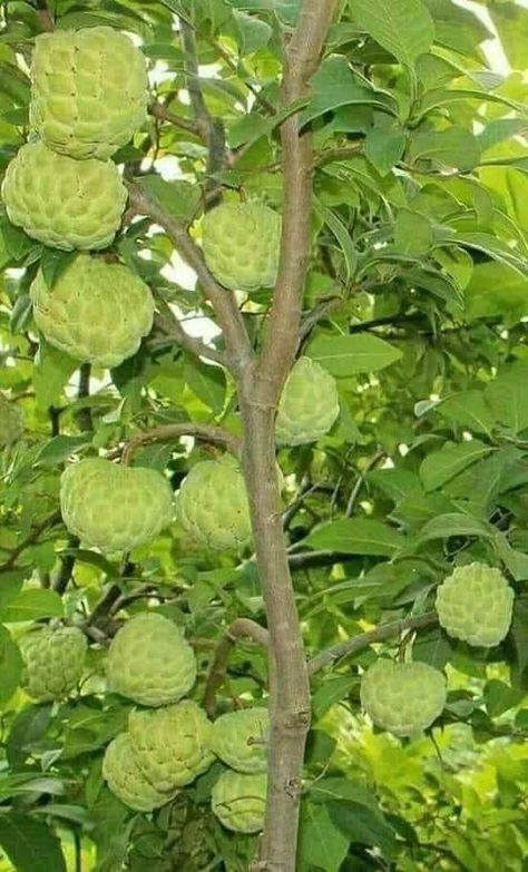 Fruit Tree Garden, Custard Apple, Fruit Bearing Trees, Growing Fruit Trees, Sugar Apples, Types Of Fruit, Fruit Photography, Beautiful Fruits, Green Fruit