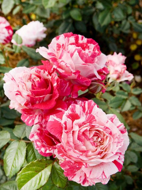 Plants For Zone 5, Gardening In Texas, Rose Hedge, Pink Flower Top, Floribunda Roses, Plants In Pots, Flowers To Grow, Rose Care, Rose Varieties