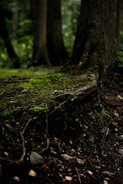 Elemento Terra, Shino Aburame, Dark Naturalism, Moody Photography, Forest Path, About Nature, Earth Elements, Forest Photography, Forest Floor